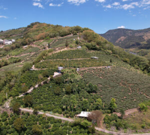 zou zhou yuan farm, in lalauya village of alishan taiwan coffee laboratory